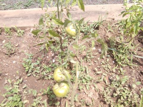 Tomateiro com tomates em crescimento.